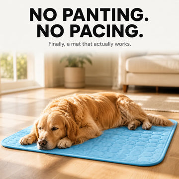 Loved by over 40,000 dog owners this summer