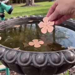 The little copper flower that brings birds back