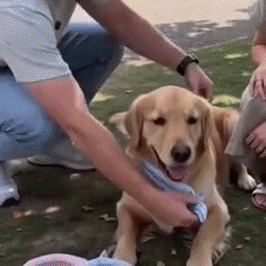 Your dog isn't lazy. He's overheating.