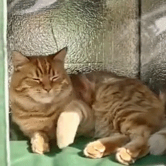 Ella tiene un lugar cálido y seco, incluso bajo la lluvia.