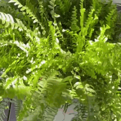 The most realistic Boston fern you'll find