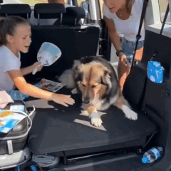 Alivio fresco para tu mascota, incluso en los días más calurosos