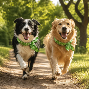 A summer favorite in over 40,000 dog homes